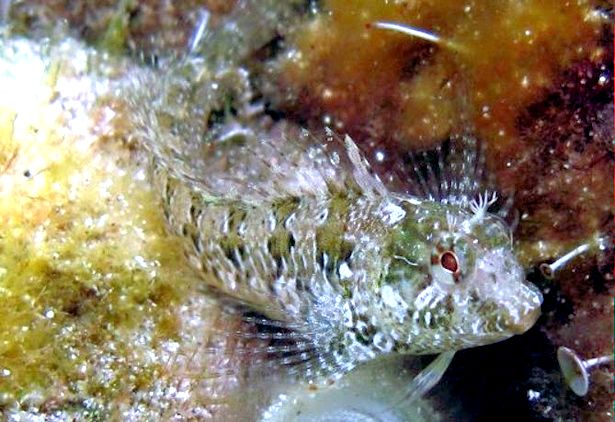 Parablennius incognitus_789